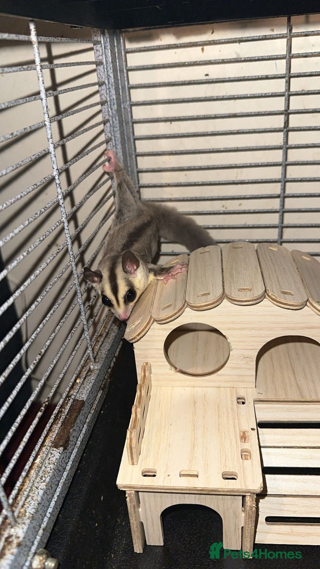 Sugar Glider rodents for sale: Classic Grey and Leucistic - Image 4