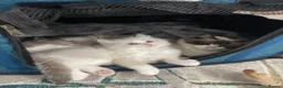 Ragdoll cats for sale: ACTIVE Female Blue Bicolour Ragdoll Kitten - Advert 4