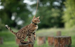 Bengal cats for stud: Proven Bengal stud TICA and GCCF registered  in Ipswich - Image 3