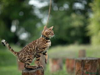 Bengal cats Proven Bengal stud TICA and GCCF registered in Ipswich - Advert 10