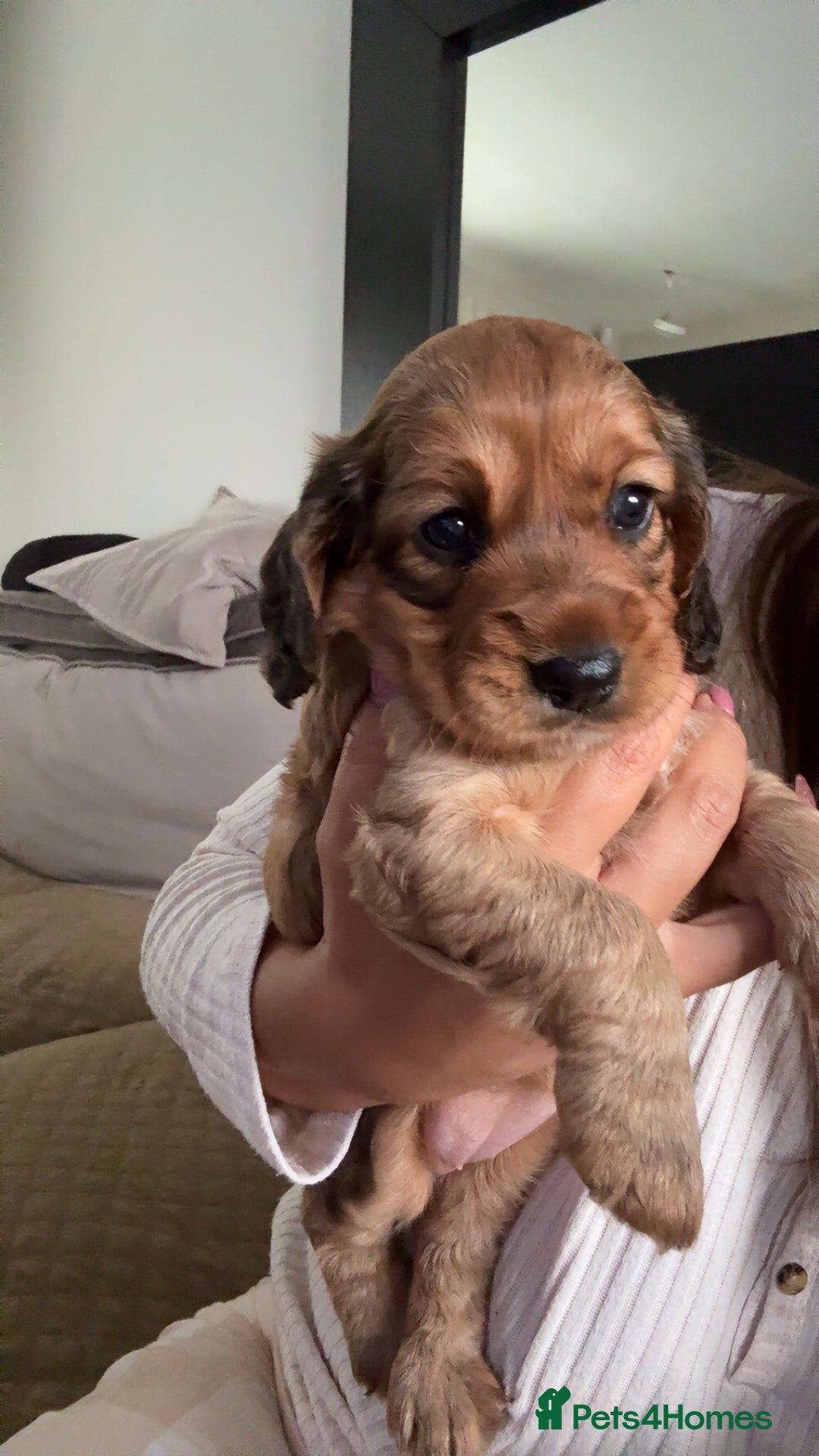 Cocker Spaniel dogs for sale: Last Cocker spaniel pup  - Image 9