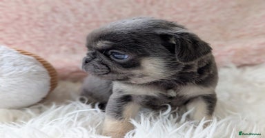 Pug dogs - Advert 4