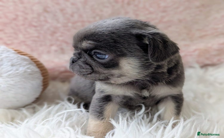 Pug dogs - Advert 1