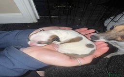 Jack Russell dogs for sale: Jack russle boy pup (cow looking) born 27th oct - Image 5