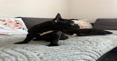 French Bulldog dogs - Advert 7