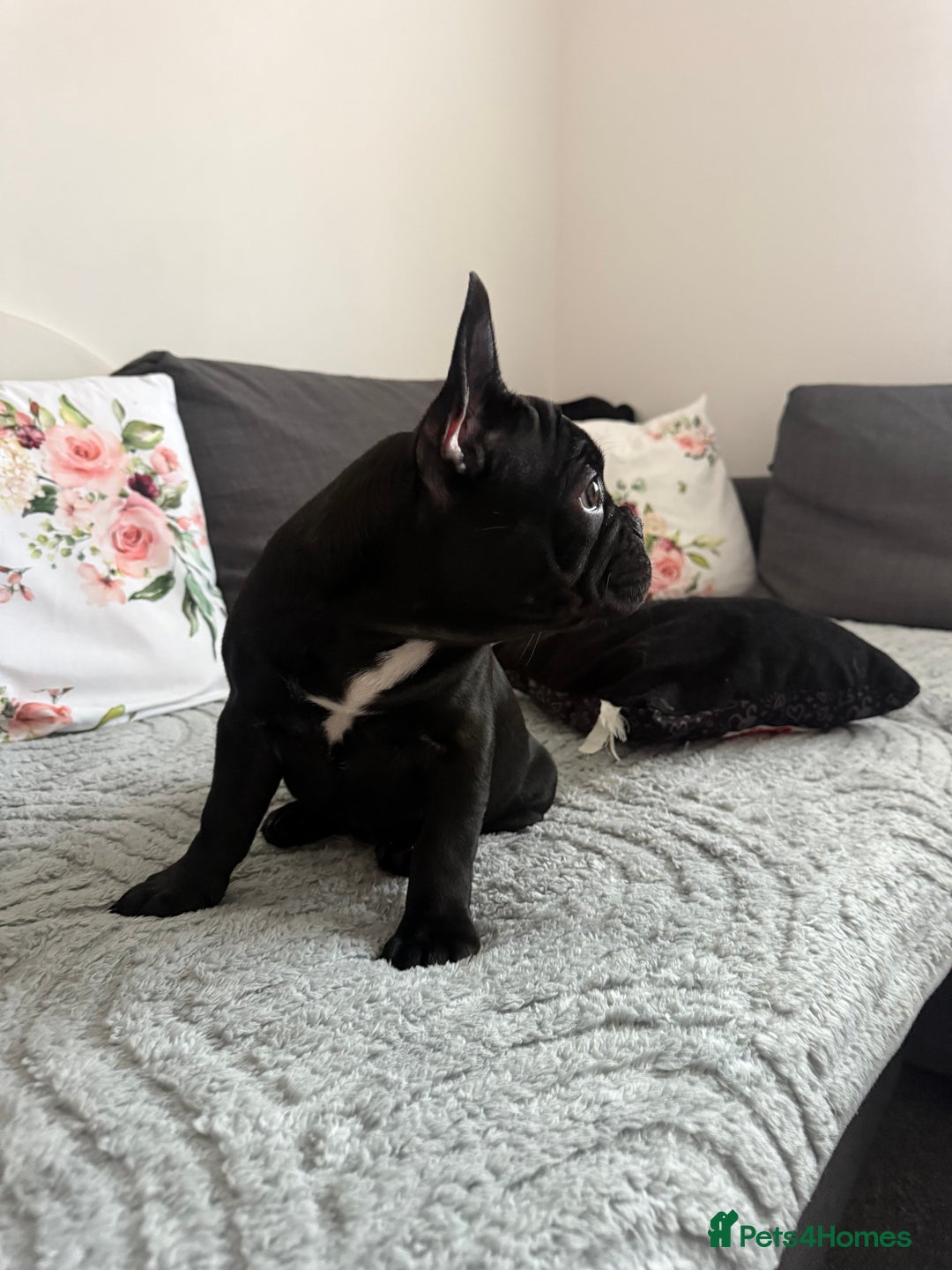 French Bulldog dogs for sale: French Bulldog Puppies 3 Months Old Girl and Boy  - Image 2