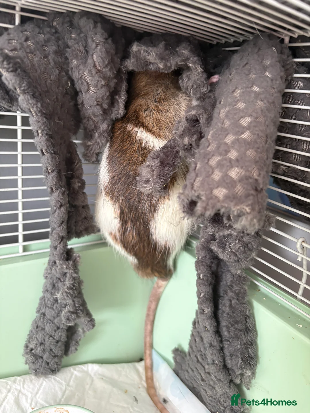 Rat rodents for sale: Mocha and mango in Pontypool - Advert 1