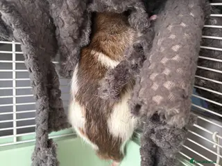 Rat rodents Mocha and mango - Advert 9