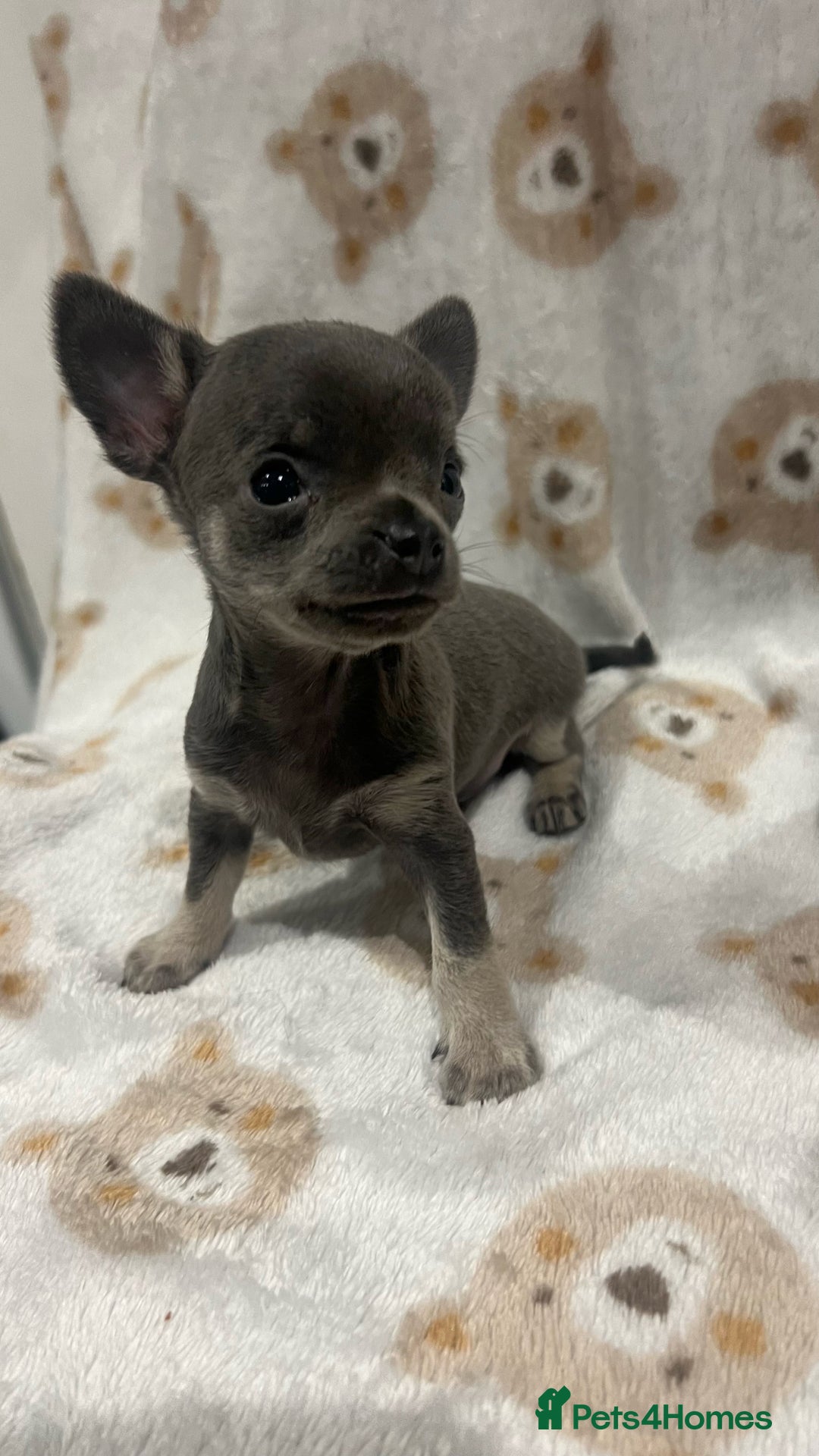 Chihuahua dogs for sale: Stunning Chihuahua Puppies ⭐️ - Advert 19