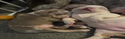 Mixed Breed dogs for sale: Tri Merle Staff lovely colours  in Hemel Hempstead - Advert 18