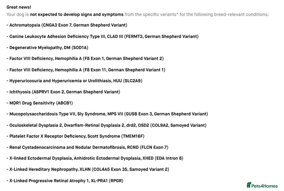 Mixed Breed dogs for stud: Samoyed x German Shepherd Available at Stud  - Advert 3