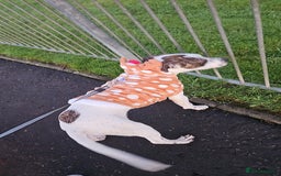 Staffordshire Bull Terrier dogs for sale: 1 year old female staffy - Image 2