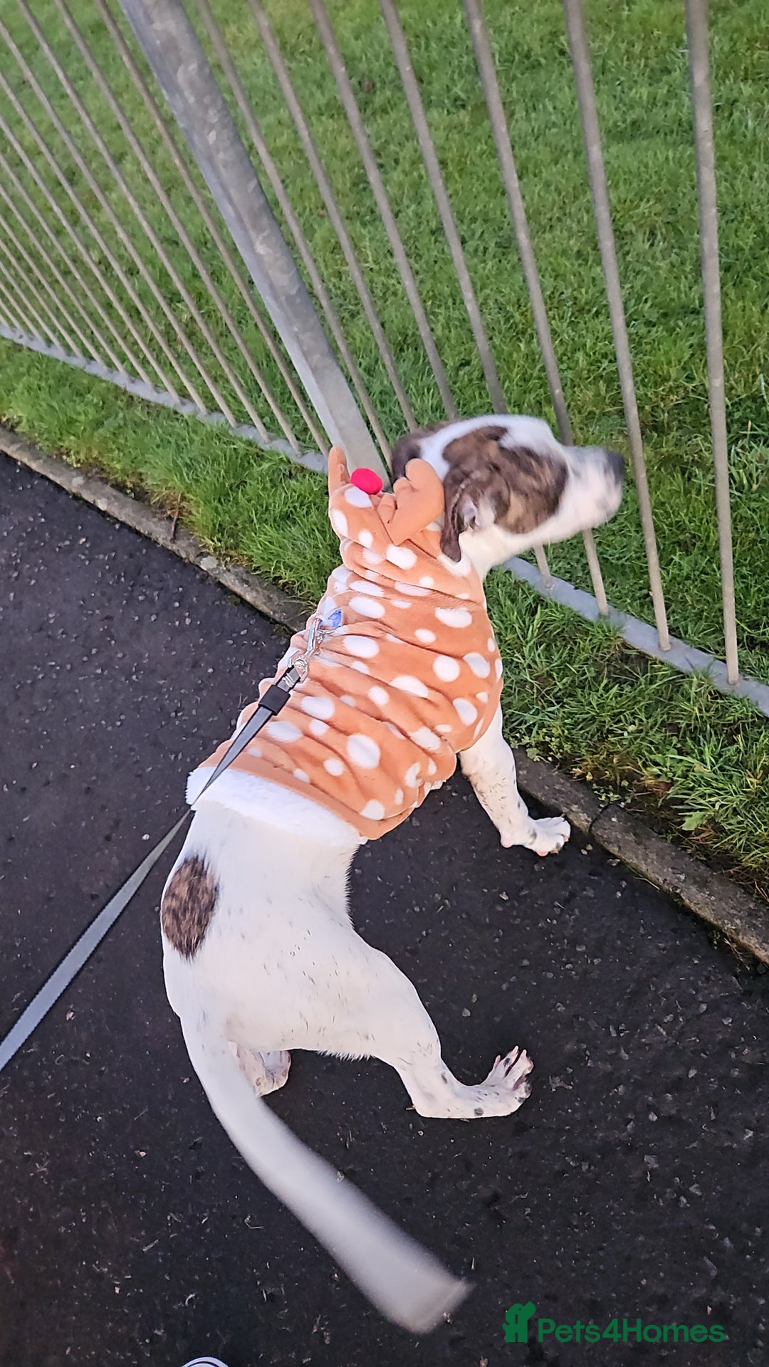 Staffordshire Bull Terrier dogs for sale: 1 year old female staffy - Image 2