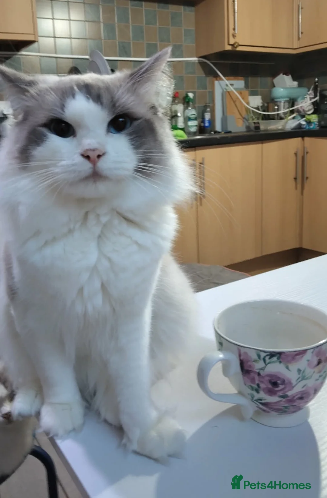 Ragdoll cats for sale: Beauty bicolour ragdoll Pako (not neutered)  - Advert 4