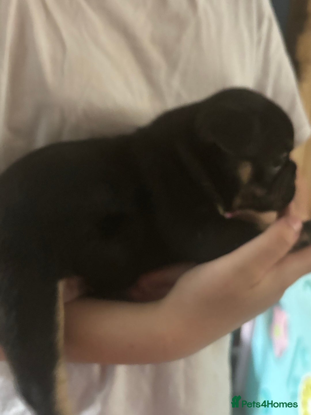 French Bulldog dogs for sale: French bulldog puppies  - Image 17