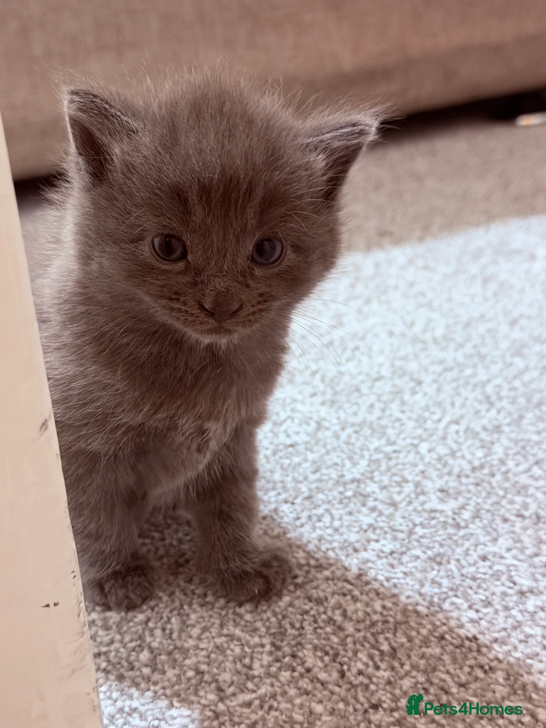 Mixed Breed cats for sale: No names yet - Advert 15