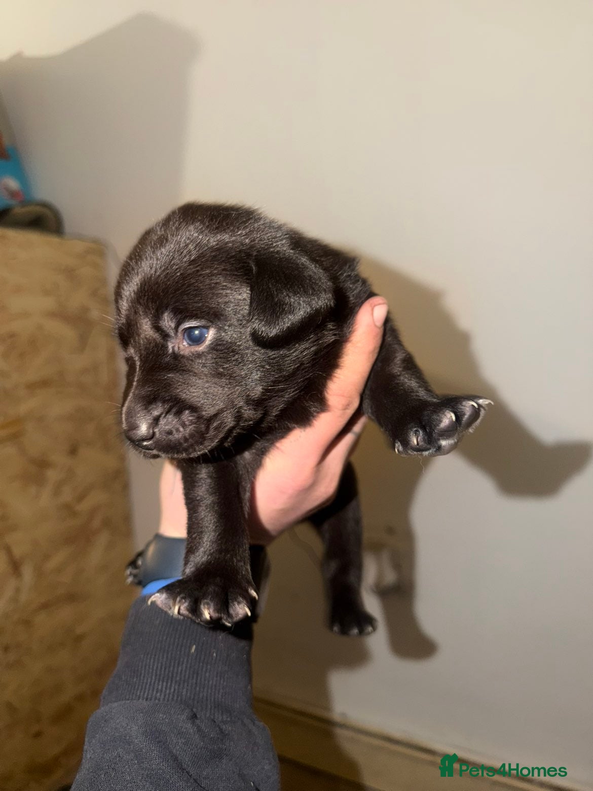 Labrador Retriever dogs 5 labrador puppies  - Advert 14