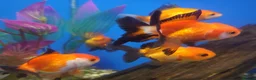 Other/Mixed Breed fish for sale: Full Aquatic Stocklist Manchester Pet's & Aquatics - Advert 5