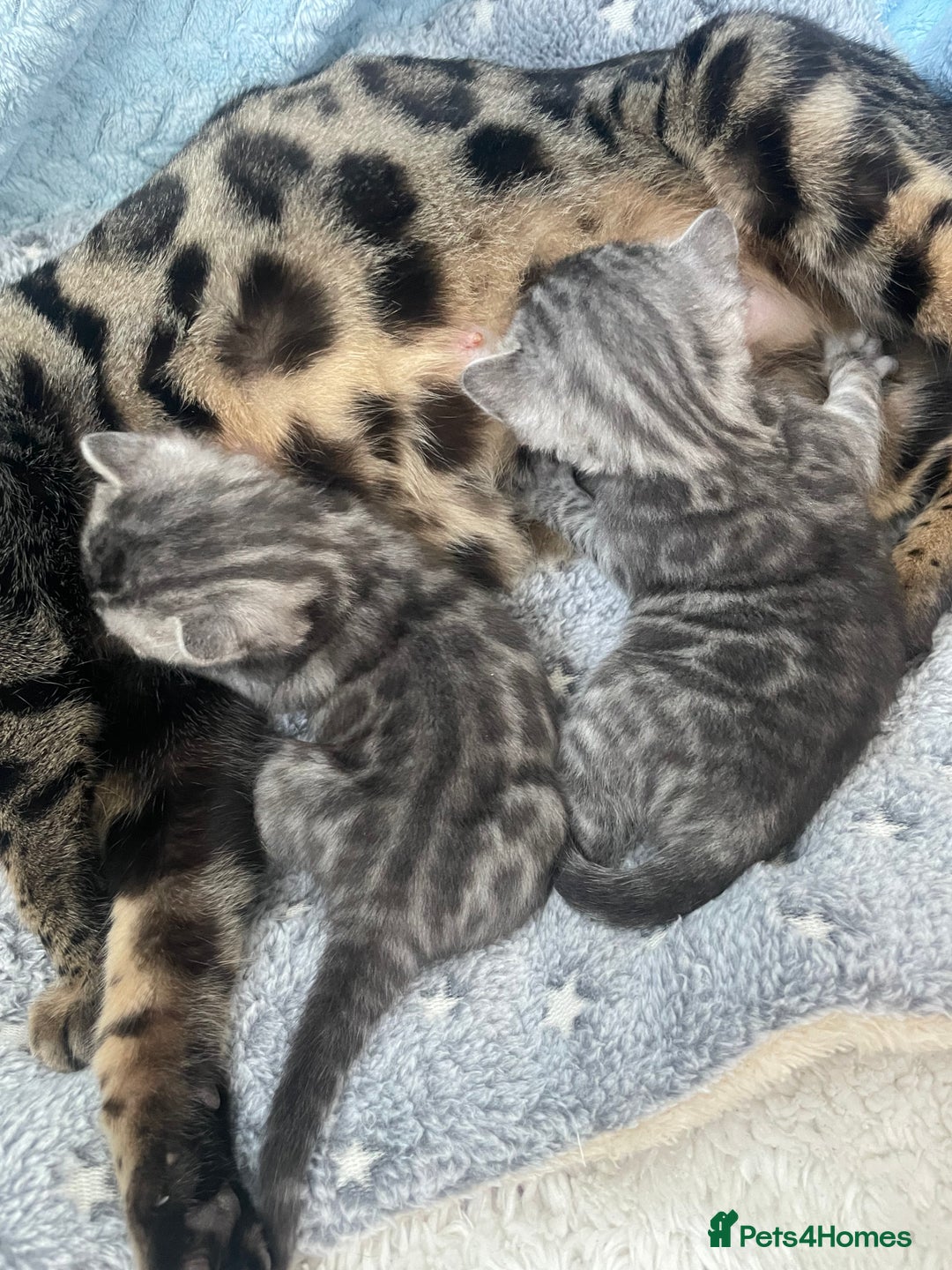 Bengal cats for sale: Incredibly beautiful Bengals kittens TICA  - Advert 8