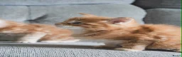 Maine Coon cats for sale: 3 TICA pedigree registered male Maine coon kittens - Advert 3
