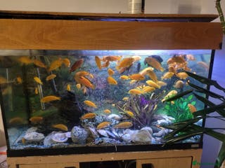 Cichlids fish Fish for sale - Advert 3