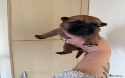 Mixed Breed dogs for sale: German shepherd cross chow chow/French bulldog  - Image 14