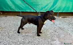 Mixed Breed dogs for sale: 🖤 BOLD Patterdale X  puppies 🖤 - Image 16