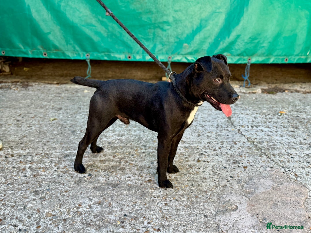 Mixed Breed dogs for sale: 🖤 BOLD Patterdale X  puppies 🖤 - Image 16