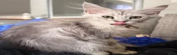 Maine Coon cats for sale: High silver boy - Advert 2