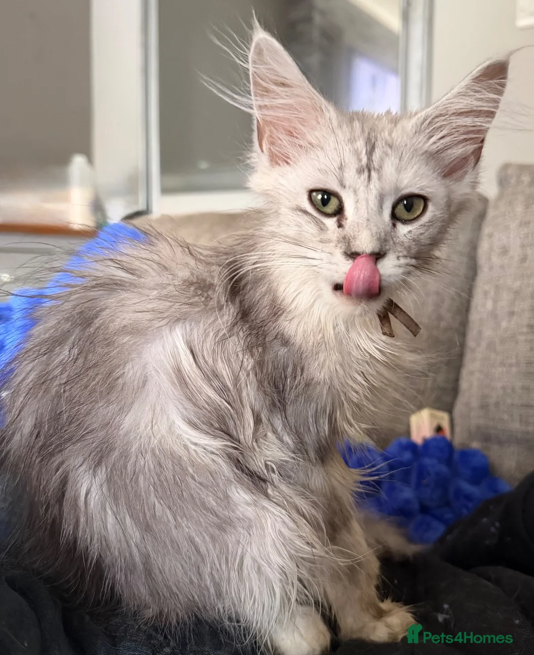 Maine Coon cats for sale: High silver boy - Advert 2
