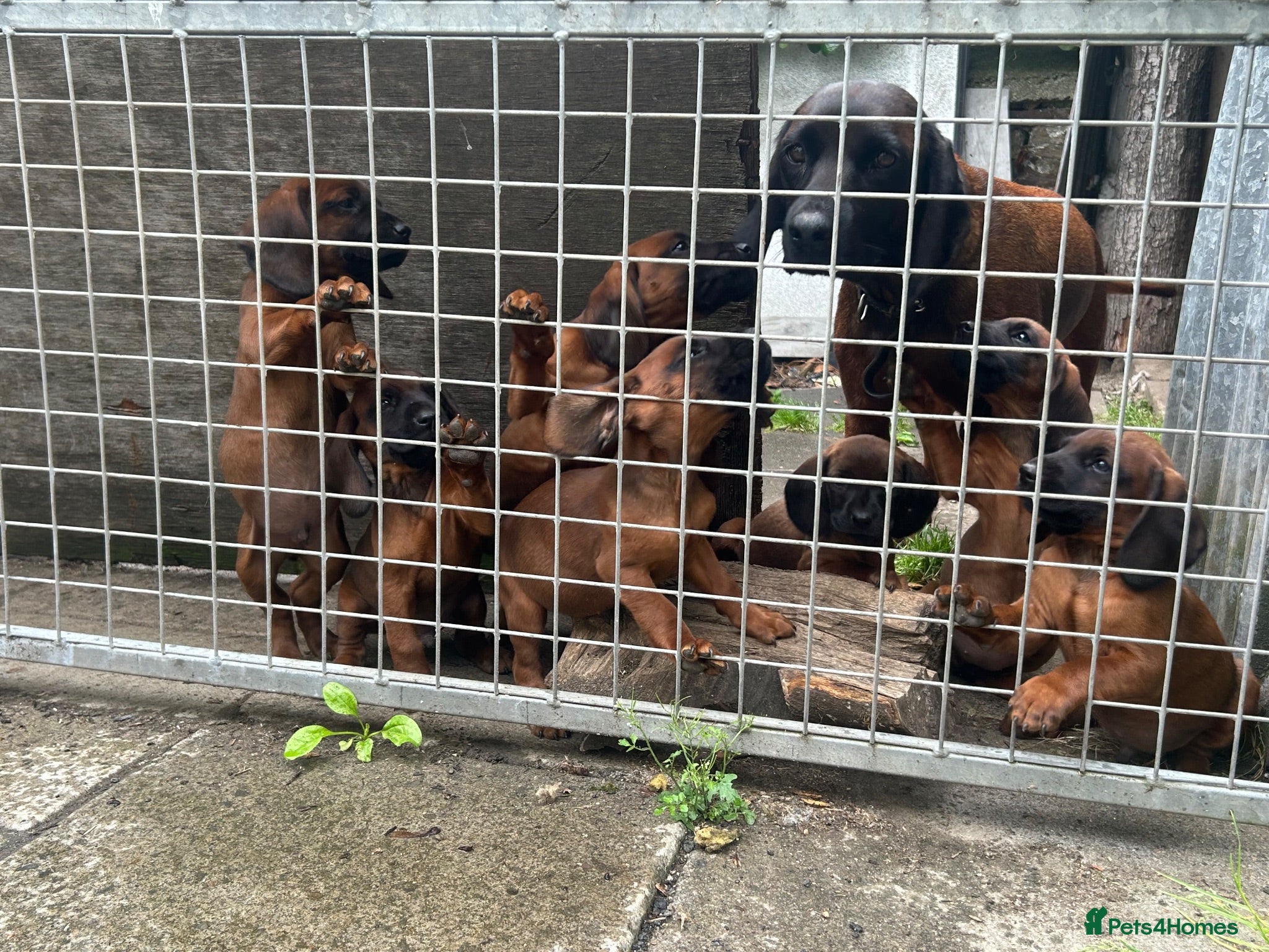 Bavarian Mountain Hound dogs Bavarian mountain hound pups - Advert 3