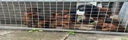 Bavarian Mountain Hound dogs for sale: Bavarian mountain hound pups in Londonderry - Advert 1