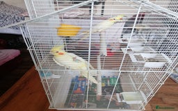 Cockatiels birds for sale: Range Of Cockatiels *read description - Image 6