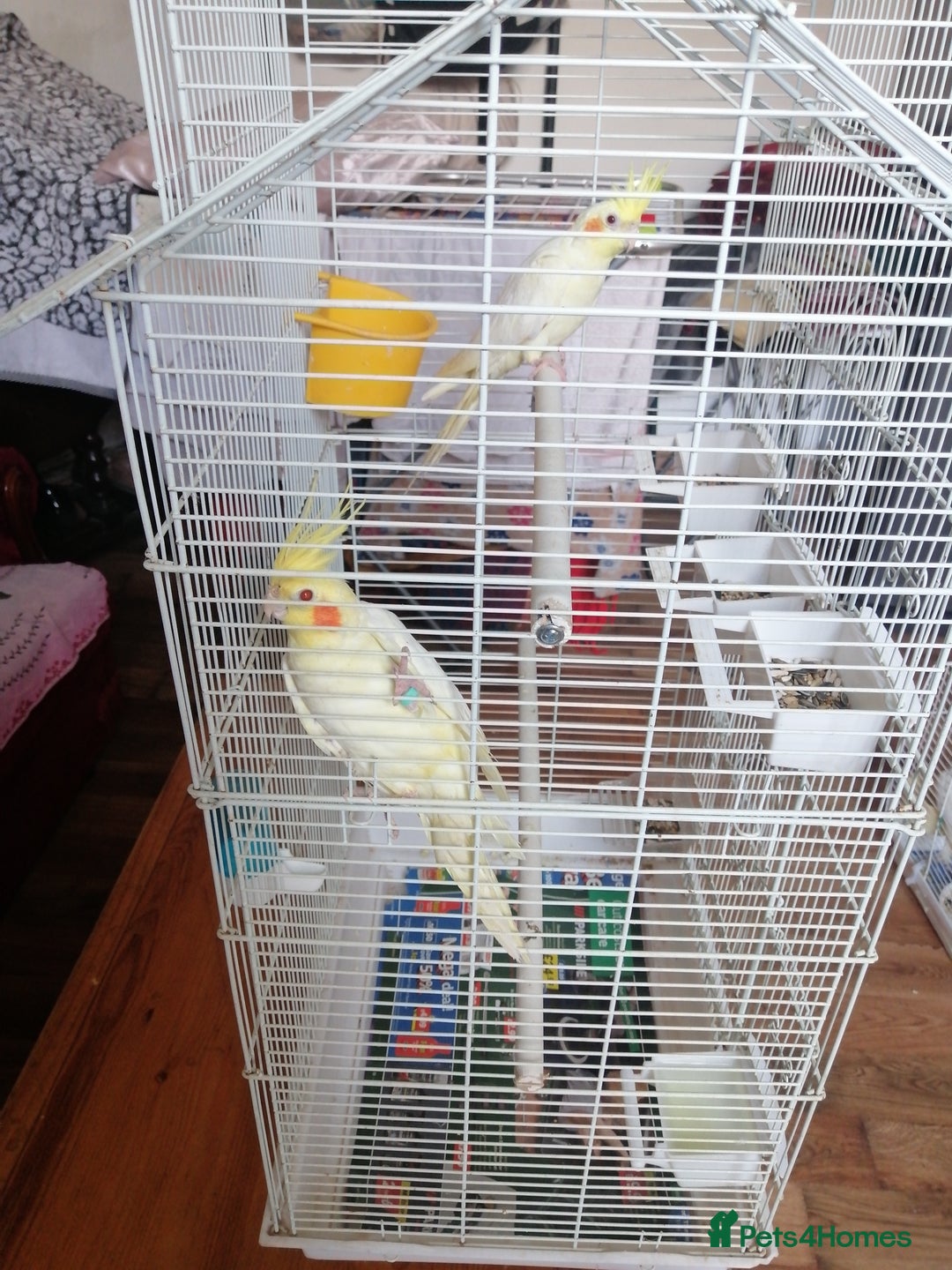 Cockatiels birds for sale: Range Of Cockatiels *read description - Image 6