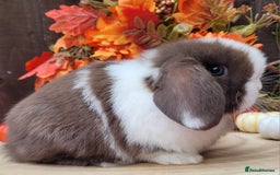 Mini Lop rabbits for sale: Stunning mini lops & bunnies available.  - Image 2