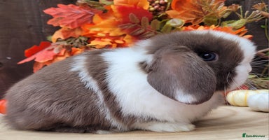 Mini Lop rabbits - Advert 2