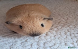 Guinea Pig rodents for sale: PURE CALIFORNIAN BABY BOARS - Image 5