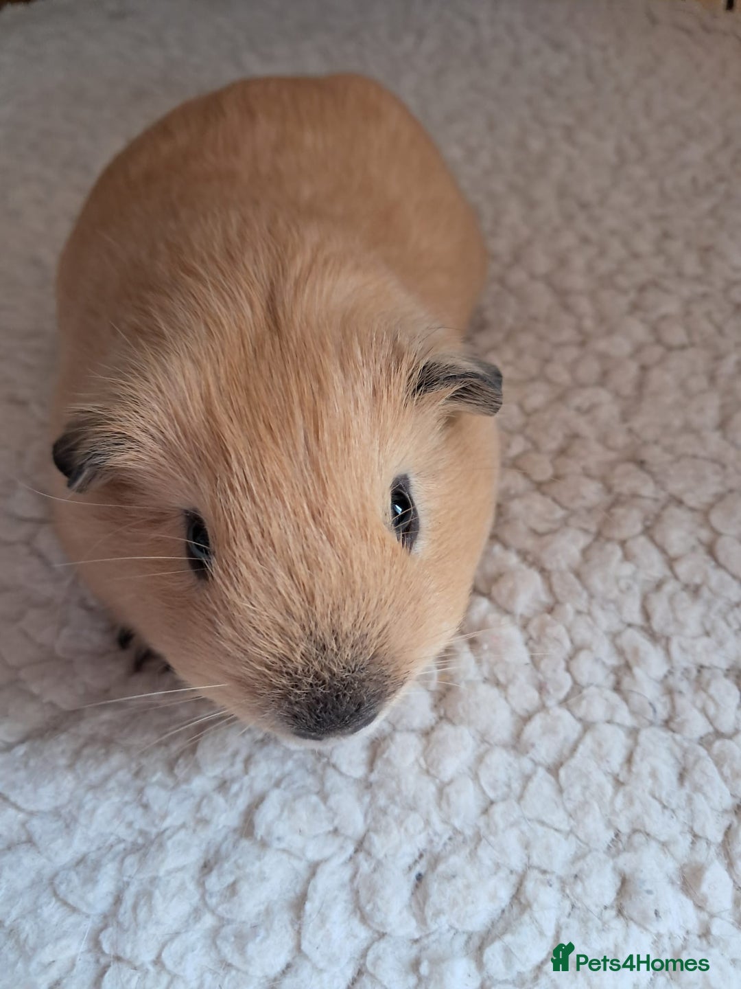 Guinea Pig rodents for sale: PURE CALIFORNIAN BABY BOARS - Image 5