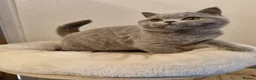 British Shorthair cats for sale: Stunning British Shorthair & Longhair Kittens  - Advert 11