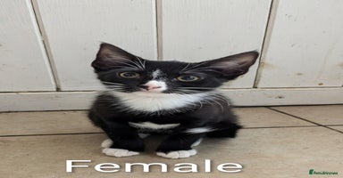 Mixed Breed cats - Advert 2