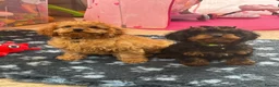 Cavapoo dogs for sale: F1 Cavapoo Puppies in Denbigh - Advert 4