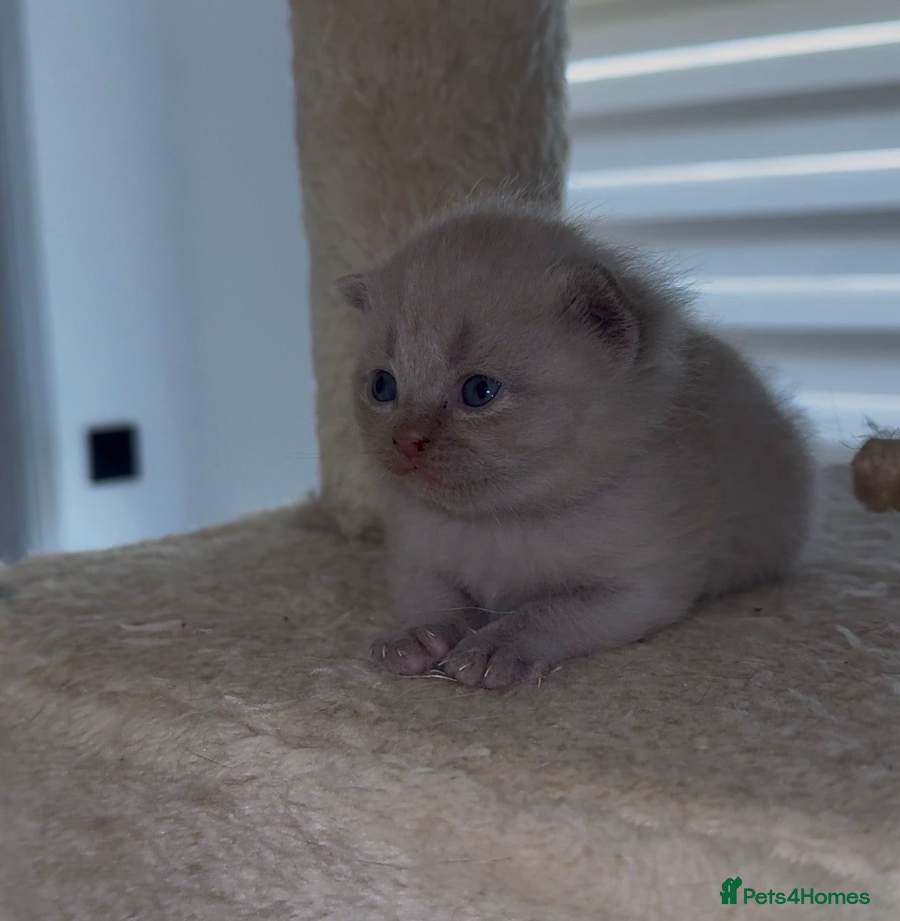 Scottish Fold cats Beautiful scottishfold/Scottish straight kittens🥰 - Advert 1