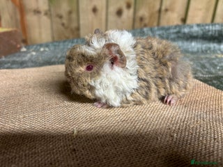 Guinea Pig rodents Guinea pigs for reservation - Advert 1