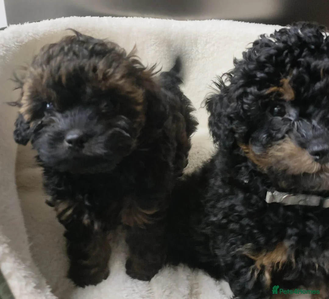 Shihpoo dogs for sale: F1b Fully Health Tested Shihpoo - Advert 2