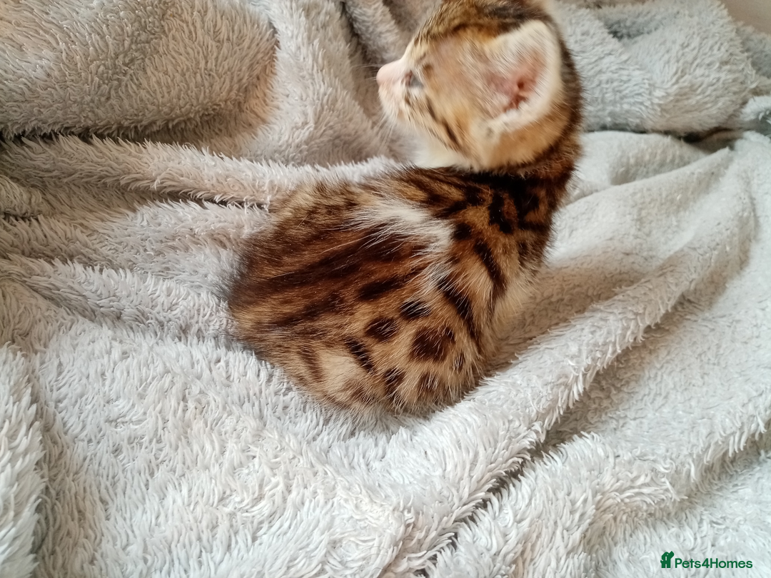 Mixed Breed cats for sale: Lovely Ginger and Rosetted Kittens - Image 8