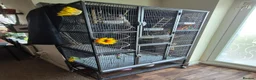 Cockatiels birds for sale: Ricky is looking for a loving forever home in Warrington - Advert 2