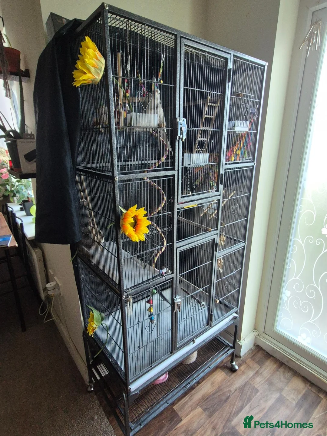 Cockatiels birds for sale: Ricky is looking for a loving forever home in Warrington - Advert 2