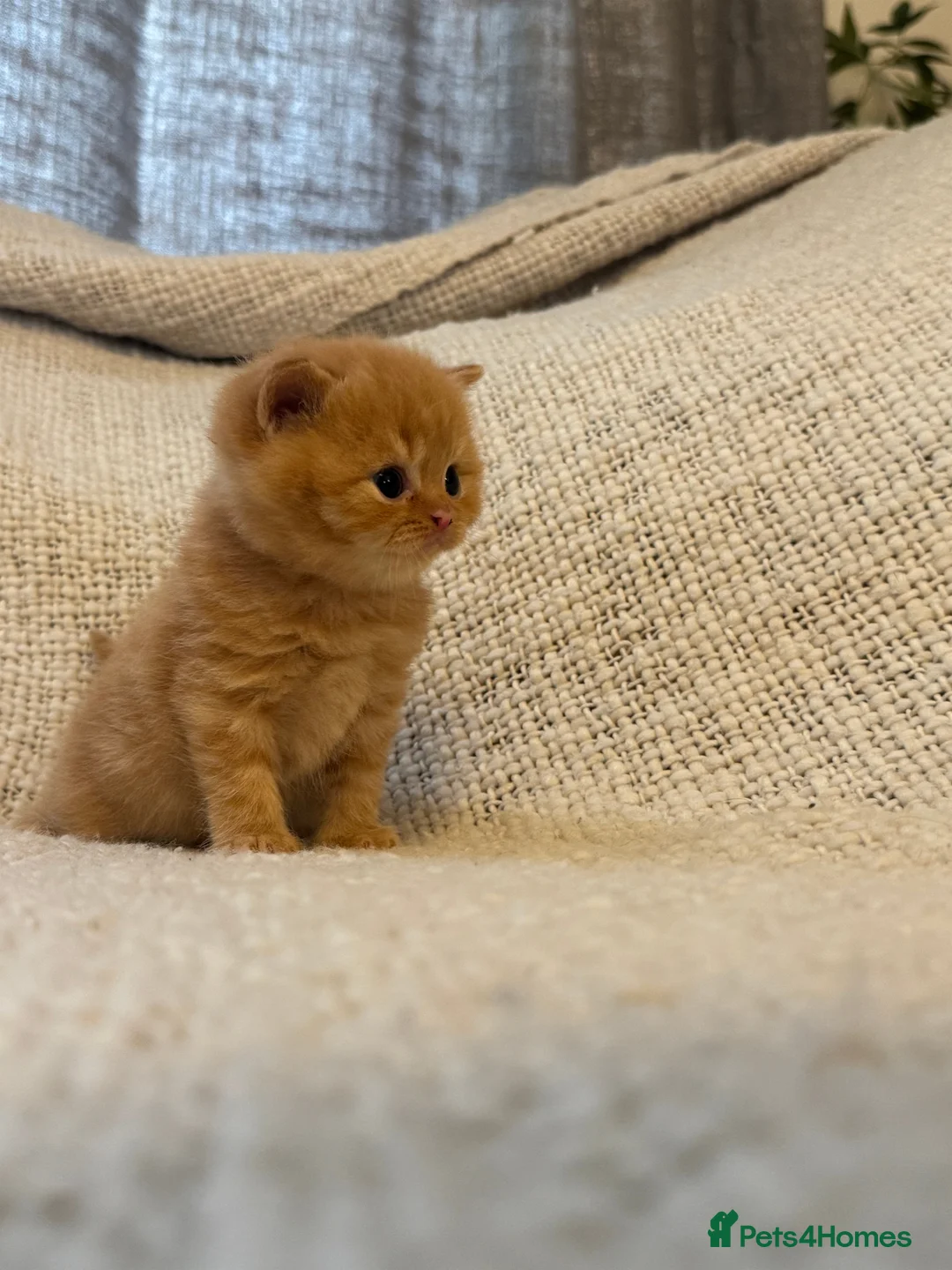 British Shorthair cats for sale: ALL RESERVED - Advert 18