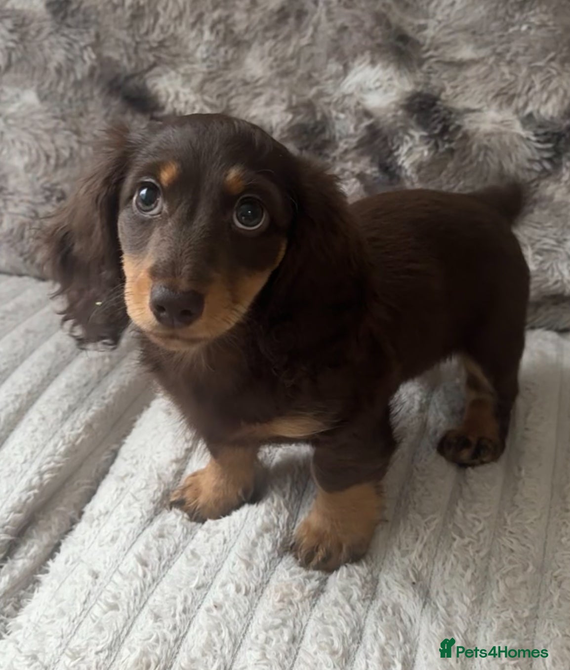 Dachshund dogs 2 mini dachshund boy & girl left  - Advert 6