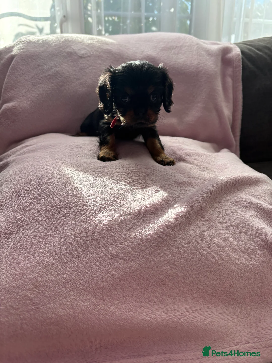 Cavalier King Charles Spaniel dogs for sale: Gorgeous KC Puppies Available  - Advert 25